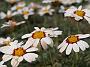 Chrysanthemum catananche1